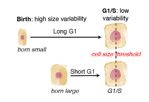 cell_size_homeostasis.png